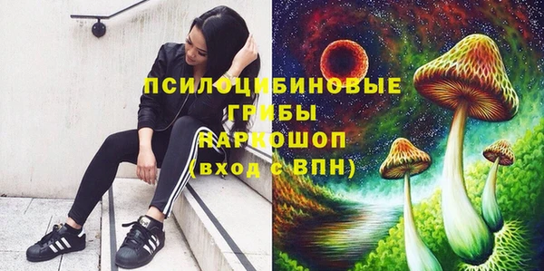 хмурый Аркадак