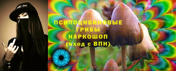 хмурый Аркадак
